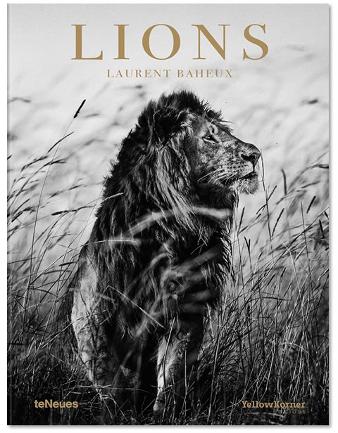 le livre Lions de Laurent Baheux