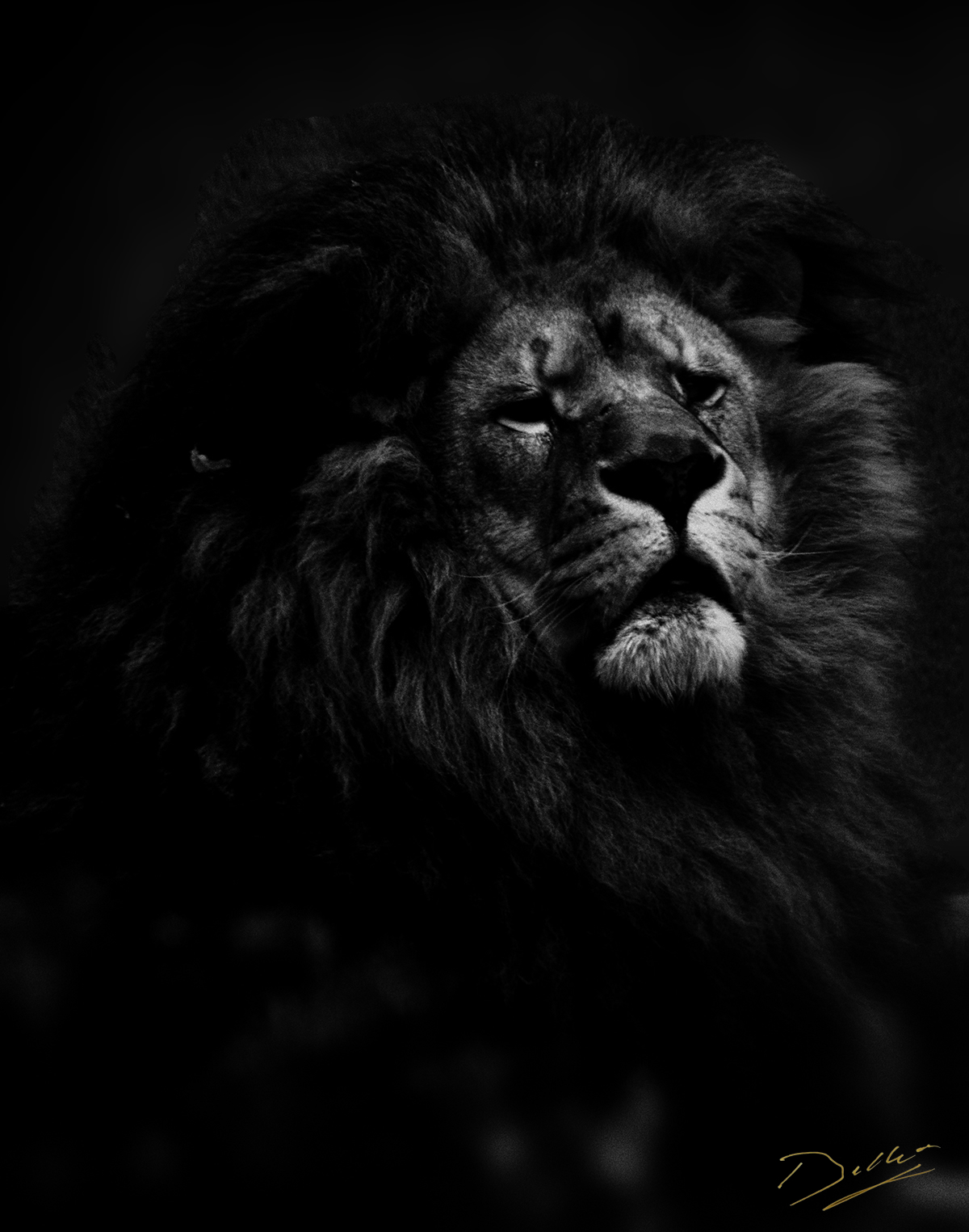 Sa majesté le lion